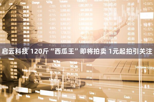启云科技 120斤“西瓜王”即将拍卖 1元起拍引关注